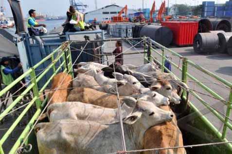  Pasok Daging Sapi ke Pangkalpinang Tersendat, Harga Meninggi